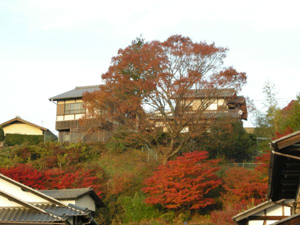 DSCN7249